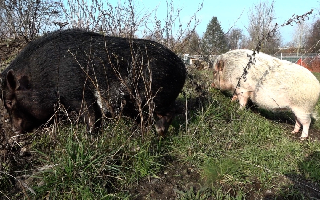 TierheimTV-Vermittlung | Februar 2023