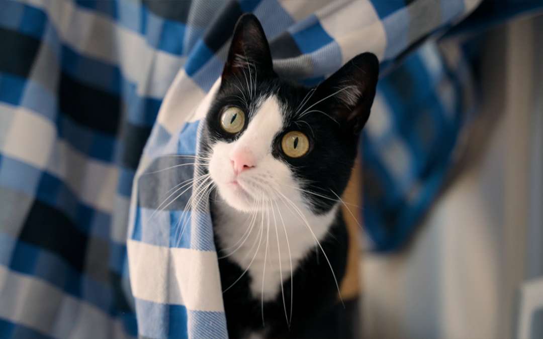 TierheimTV-Vermittlung | Februar 2025