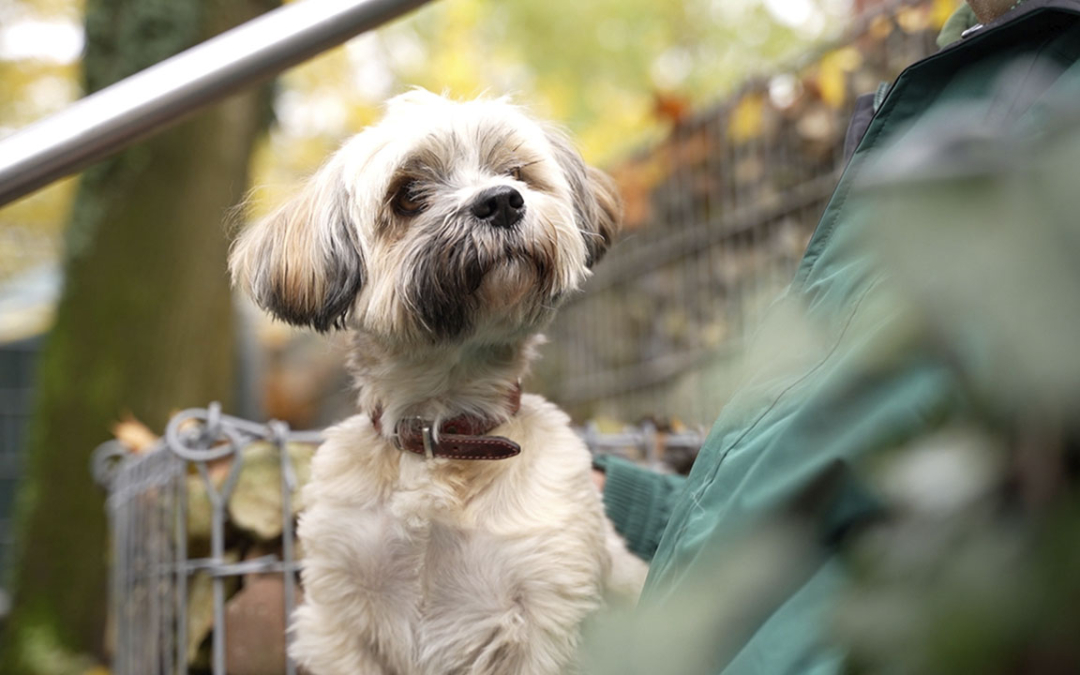 TierheimTV-Vermittlung | November 2024