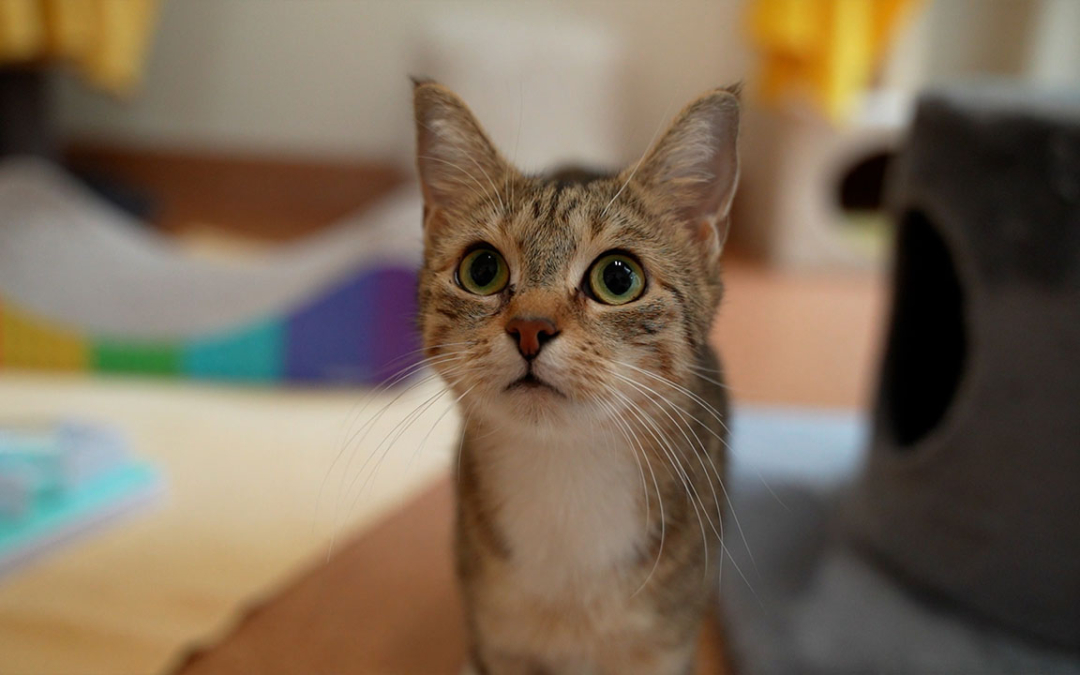 TierheimTV-Vermittlung | September 2024