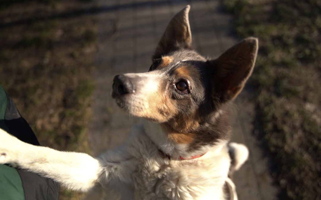 TierheimTV-Vermittlung | Januar 2024