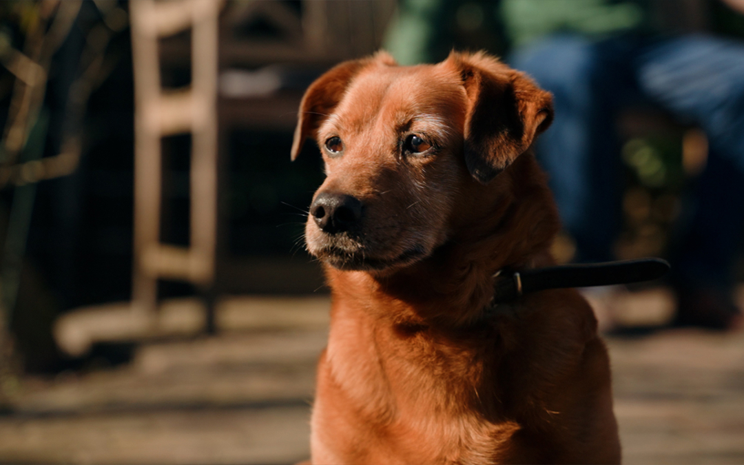 TierheimTV-Vermittlung | März 2025