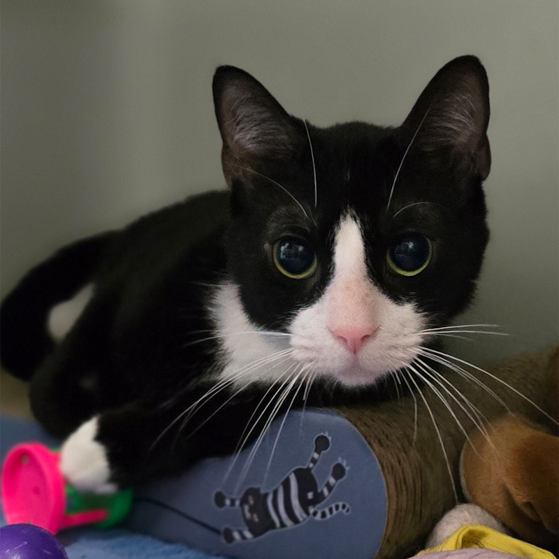 Tierportrait von Tinka