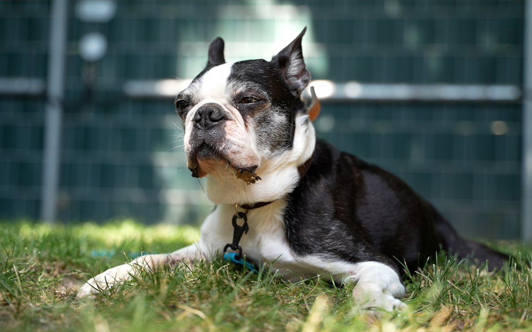 TierheimTV-Vermittlung | Juni 2025