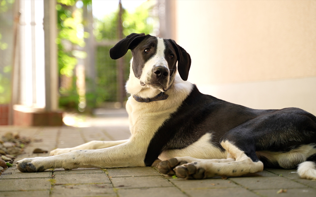 TierheimTV-Vermittlung | Mai 2025